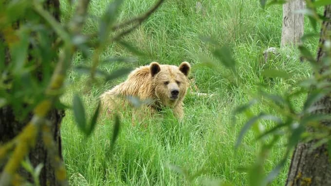 TunnelBear review